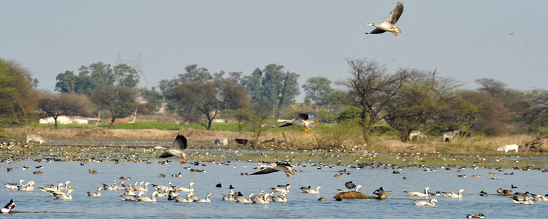 Sultanpur Lake Bird Sanctuary 